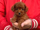 Bebek Surat Toy Poodle Yavrularimiz