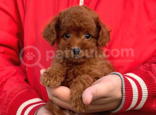 Bebek Surat Toy Poodle Yavrularimiz görsel