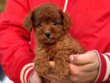 Bebek Surat Toy Poodle Yavrularimiz