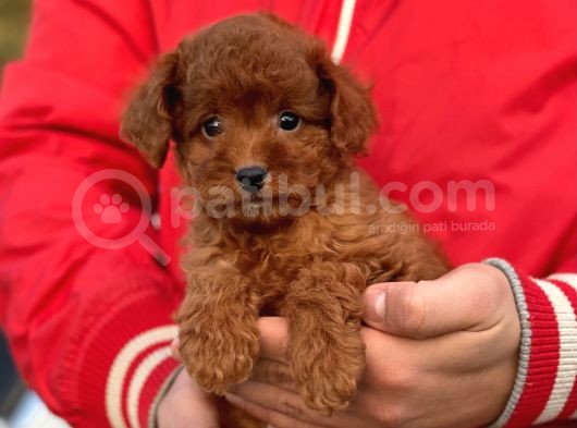 Bebek Surat Toy Poodle Yavrularimiz görsel