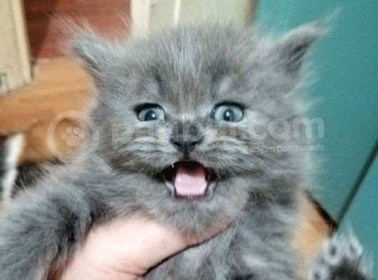 Süper Kalite British Shorthair Oyuncu Yavrular Teslime Hazır