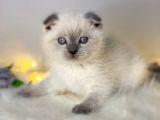Show Kalite Scottish Fold Blue Point