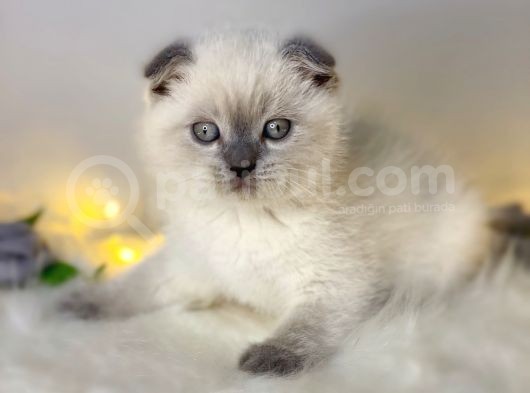 Show Kalite Scottish Fold Blue Point görsel