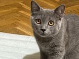 British Shorthair Oglumuz