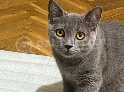 British Shorthair Oglumuz görsel