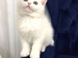 Super Surat Kaliteli British Shorthair Yavru Efsane Oyuncu