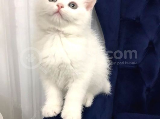 Super Surat Kaliteli British Shorthair Yavru Efsane Oyuncu