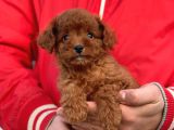 Bebek Surat Toy Poodle Yavrularimiz