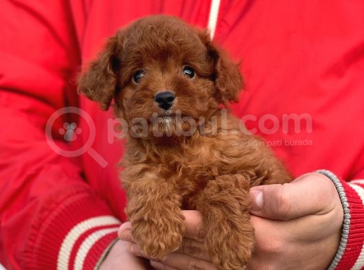 Bebek Surat Toy Poodle Yavrularimiz görsel