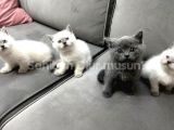 Safkan Britsh Ve Blue Point
