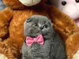 Scottish Fold Efsane Kaliteli Yavrular 0 Kulak Bebekler