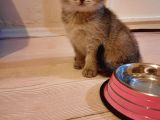 Muhtesem Kalite Golden Scottish Fold Yavru Oyuncu Kalite