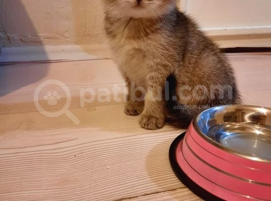 Muhtesem Kalite Golden Scottish Fold Yavru Oyuncu Kalite görsel