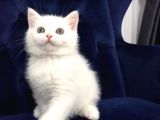 Super Surat Kaliteli British Shorthair Yavru Efsane Oyuncu