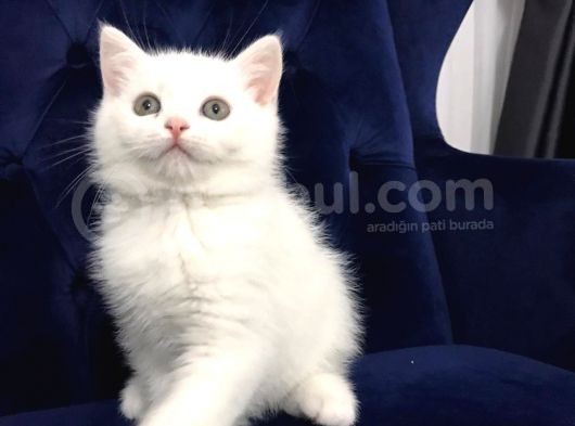 Super Surat Kaliteli British Shorthair Yavru Efsane Oyuncu görsel