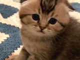 Muhtesem Kalite Golden Scottish Fold Yavru Oyuncu Kalite