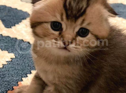 Muhtesem Kalite Golden Scottish Fold Yavru Oyuncu Kalite