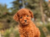 Muhtesem Guzellikte Toy Poodle Yavrularimiz