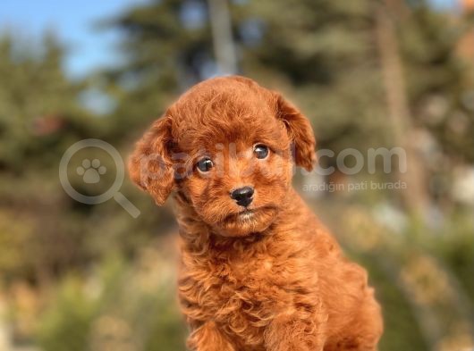 Muhtesem Guzellikte Toy Poodle Yavrularimiz görsel