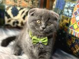 Aaa++++ Kalite Scottish Fold Safkan Yavrular Teslime Hazır