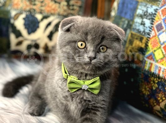 Aaa++++ Kalite Scottish Fold Safkan Yavrular Teslime Hazır görsel