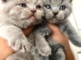 Süper Kalite British Shorthair Oyuncu Yavrular Teslime Hazır
