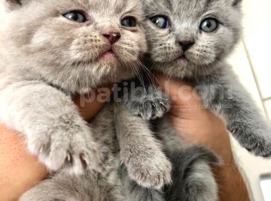Süper Kalite British Shorthair Oyuncu Yavrular Teslime Hazır görsel