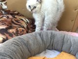 Safkan Scottish Fold Anne Baba Da Mevcut