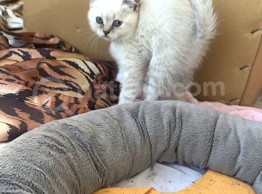 Safkan Scottish Fold Anne Baba Da Mevcut görsel
