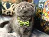 Aaa++++ Kalite Scottish Fold Safkan Yavrular Teslime Hazır