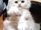 Süper Kalite British Shorthair Oyuncu Yavrular Teslime Hazır