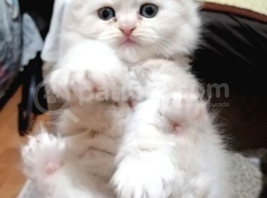 Süper Kalite British Shorthair Oyuncu Yavrular Teslime Hazır görsel