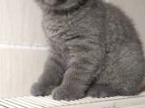 Scottish Fold 0 Kulak Süper Oyuncu Yavrular Teslime Hazir