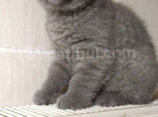 Scottish Fold 0 Kulak Süper Oyuncu Yavrular Teslime Hazir görsel