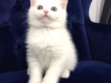 Super Surat Kaliteli British Shorthair Yavru Efsane Oyuncu