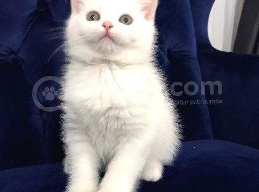 Super Surat Kaliteli British Shorthair Yavru Efsane Oyuncu görsel