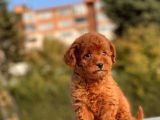 Muhtesem Guzellikte Toy Poodle Yavrularimiz