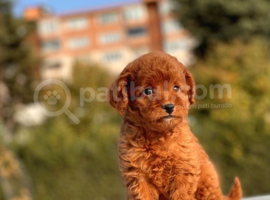 Muhtesem Guzellikte Toy Poodle Yavrularimiz görsel