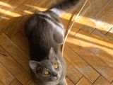 British Shorthair Oglumuz