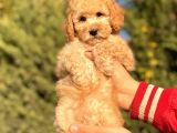 Bebek Surat Toy Poodle Yavrularimiz