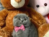 Scottish Fold Efsane Kaliteli Yavrular 0 Kulak Bebekler