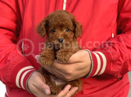 Bebek Surat Toy Poodle Yavrularimiz