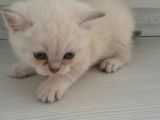 Safkan Scottish Fold Anne Baba Da Mevcut