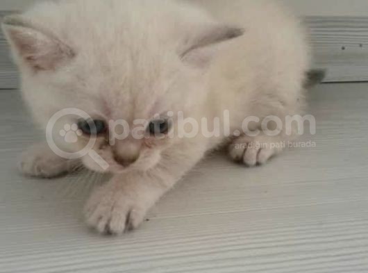 Safkan Scottish Fold Anne Baba Da Mevcut görsel