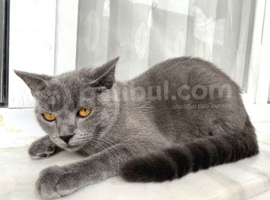 British Shorthair Oglumuz görsel