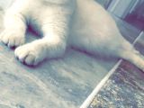 Safkan Scottish Fold Anne Baba Da Mevcut