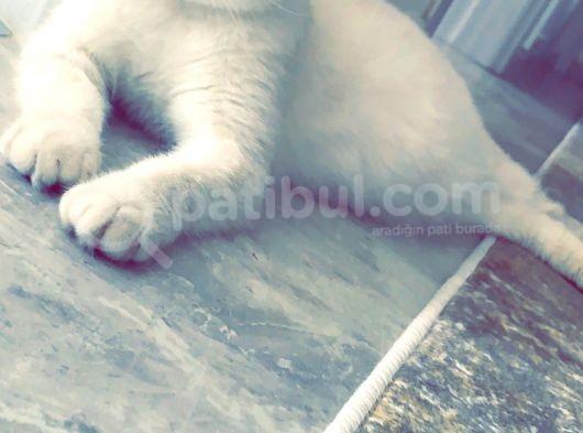 Safkan Scottish Fold Anne Baba Da Mevcut