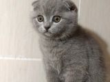 Scottish Fold 0 Kulak Süper Oyuncu Yavrular Teslime Hazir