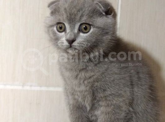 Scottish Fold 0 Kulak Süper Oyuncu Yavrular Teslime Hazir