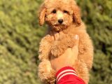 Muhtesem Kalite Toy Poodle Yavrular